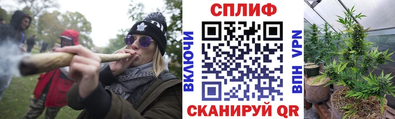 Конопля семена  цена   Балашов 